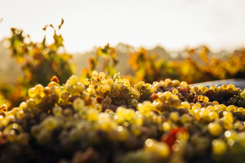 Freshly picked grapes in a Barossa Valley vineyard at harvest